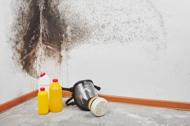Best Black Mold Removal  in Benton Heights, MI