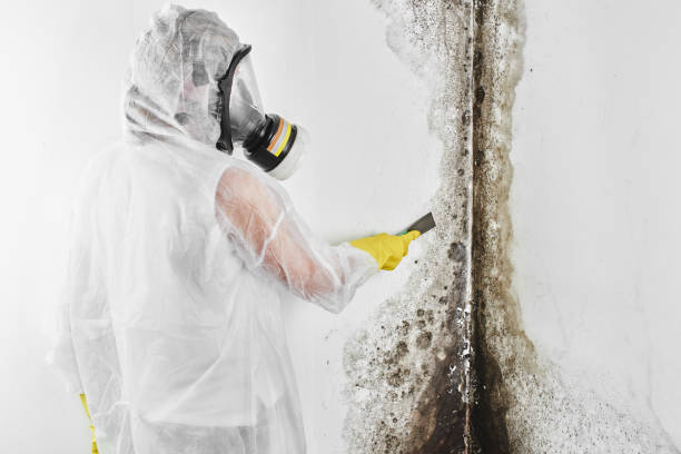 Best Emergency Mold Removal  in Benton Heights, MI