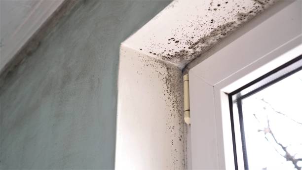 Best Fast Mold Removal  in Benton Heights, MI