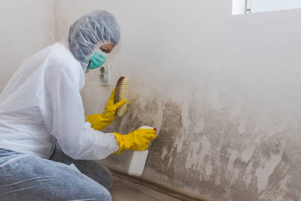 Best Attic Mold Removal  in Benton Heights, MI
