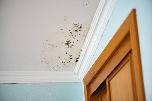 Certified Mold Removal in Benton Heights, MI
