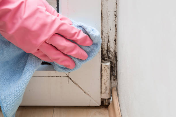 Best Best Mold Removal Companies  in Benton Heights, MI
