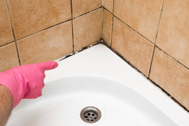 Office Mold Removal Services in Benton Heights, MI